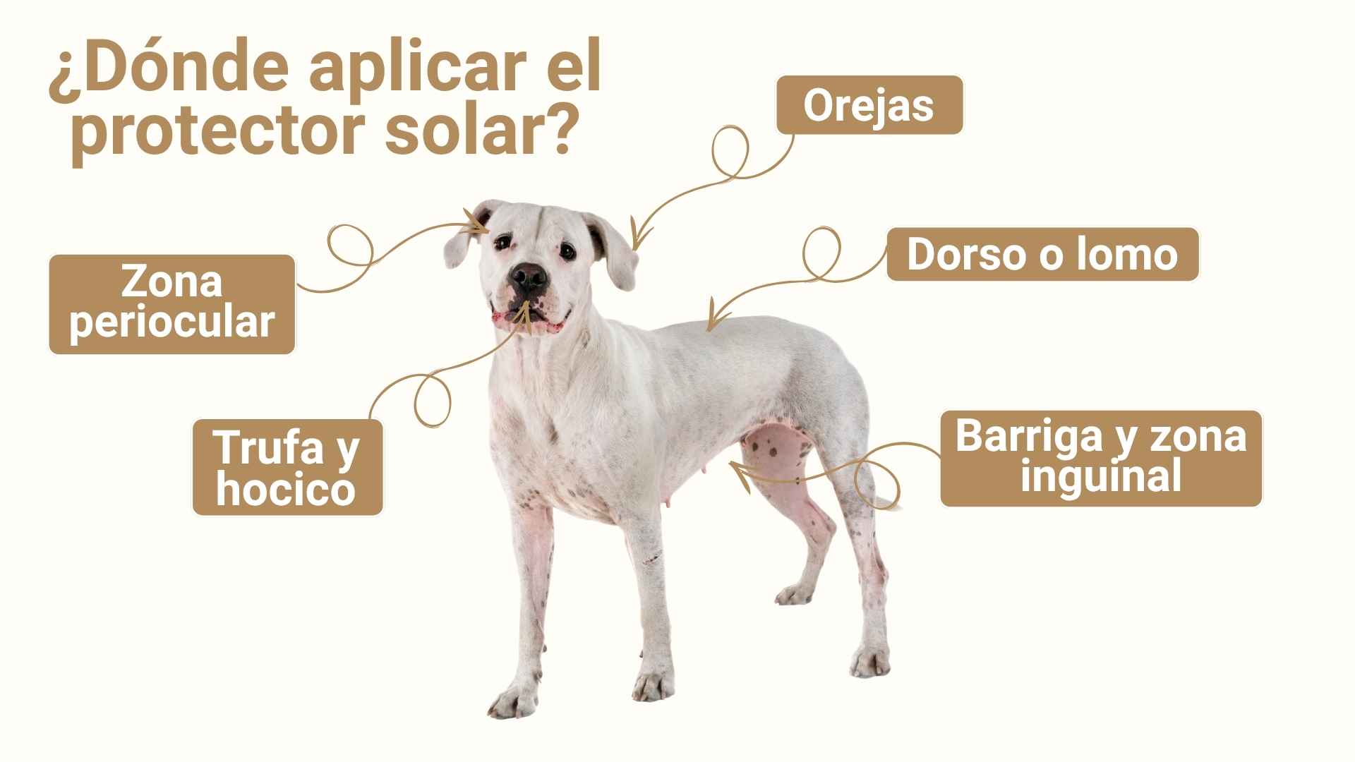 donde aplicar el protector solar en perros